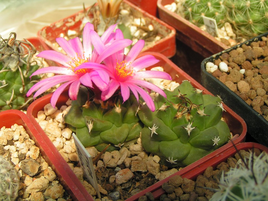 TURBINICARPUS  alonsoi